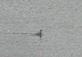 RED-NECKED GREBE . PORTLAND HARBOUR . DORSET . 30 . 1 . 2015