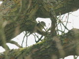  COMMON CROSSBILL . St PAULS CHURCH . PARKEND . GLOUCESTERSHIRE . 5 . 2 . 2015