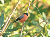 BULLFINCH ( Male ) . STOVER PARK . DEVON . 6 . 2 . 2015