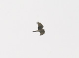 HEN HARRIER ( Female ) , WYKE DOWN , DORSET , 10 , 2 , 2015