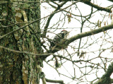 LESSER SPOTTED WOODPECKER , STEPS BRIDGE , DEVON , ENGLAND . 19 , 3 , 2015