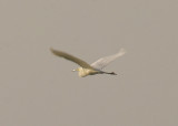 GREAT WHITE EGRET . THE EXMINSTER MARSHES . DEVON . ENGLAND . 18 . 4 . 2015