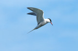 Common Tern . Sterna hirundo