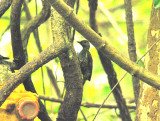 Buff-Spotted Woodpecker-Campethera nivosa 
