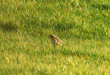 RICHARDS PIPIT . RED CLIFF POINT . DORSET . 30 . 1 . 2015