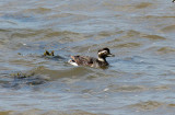 LONG-TAILED DUCK ( Female ) , THE EXE ESTUARY , DEVON , ENGLAND . 19 , 6 , 2015