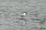 Gull-Billed Tern . Sterna nilotica