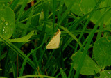 VESTAL ( Rhodometra sacraria ) . GORE LANE . EXMOUTH . DEVON . 25 . 8 . 2015.JPG