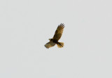 WESTERN MARSH HARRIER . KAMBATI . GAMBIA . 11 . 11 . 2014
