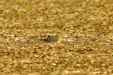 BUFF-BREATED SANDPIPER , WHITE NOTHE , DORSET , 17 , 9 , 2015