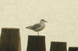 BONAPARTE`S GULL , DAWLISH WARREN , DEVON , 18 , 9 , 2015 