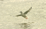 BONAPARTE`S GULL , DAWLISH WARREN , DEVON , 18 , 9 , 2015