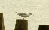 BONAPARTE`S GULL . DAWLISH WARREN . DEVON . 18 . 9 . 2015