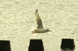 BONAPARTE`S GULL . DAWLISH WARREN . DEVON . 18 . 9 . 2015