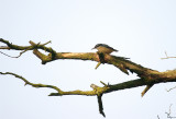 NUTHATCH . THE GREAT HALDON FOREST . DEVON . 3 . 10 . 2015