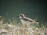 KENTISH PLOVER . IZTUSA BEACH AREA . TURKEY. 21 . 4 . 2008
