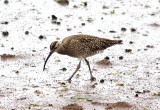 WHIMBREL . THE IMPERAIL CAR PARK . EXMOUTH . DEVON . 8 . 5 . 2014