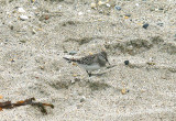 WHITE-RUMPED SANDPIPER . MARAZION BEACH . CORNWALL . 30 . 10 . 2013