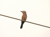Rufous-Crowned Roller - Coracias naevius