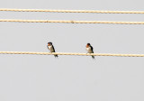 Red-Chested Swallow - Hirundo lucida