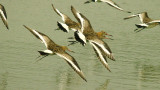BLACK-TAILED GODWIT . BOWLING GREEN MARSH . TOPSHAM . DEVON . 6 . 11 . 2015