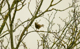 MISTLE THRUSH . TOPSHAM CEMETERY GROUNDS . DEVON . 18 . 12 . 2015