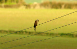KESTREL . THE OTTERTON SEWAGE WORKS . DEVON . 8 . 1 . 2016