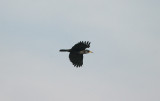 ROOK . DARTS FARM . TOPSHAM . DEVON . 13 . 1 . 2016