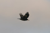 ROOK . DARTS FARM . TOPSHAM . DEVON . 14 . 1 . 2016