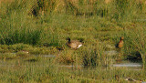 RIDGWAYS CACKLING GOOSE . MATFORD MARSH . EXETER . DEVON . ENGLAND . 14 . 1 . 2016