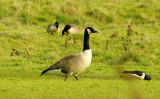 CANADA GOOSE . OAK MEADOW GOLF COURSE . STARCROSS . DEVON . ENGLAND . 14 . 1 . 2016