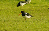 OYSTERCATCHER . OAK MEADOW GOLF COURSE . STARCROSS . STARCROSS . DEVON . 14 . 1 . 2016