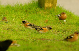 BRAMBLING . HALDON FOREST . DEVON . 3 . 2 . 2016