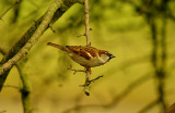 House Sparrow . Passer domesticus
