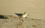 SPOTTED REDSHANK , THE CLYST ESTUARY , TOPSHAM , DEVON , ENGLAND . 11 , 2 , 2016