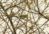 YELLOW-BROWED WARBLER . St JAME`S SCHOOL . EXETER . DEVON . 21 . 2 . 2016