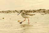 SPOTTED REDSHANK . THE CLYST ESTUARY . TOPSHAM . DEVON . ENGLAND . 25 . 2 . 2016