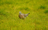 WOOD PIGEON . BOWLING GREEN MARSH . TOPSHAM . DEVON . 29 . 2 . 2016