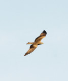 BLACK KITE , ALCANTARA , SPAIN , 18 , 4 , 2016