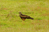 BLACK KITE , Nr ALCANTARA , SPAIN , 15 , 4 , 2016