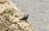 Blue Rock-Thrush . Monticola solitarius