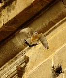 Lesser Kestrel . Falco naumanni