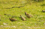 Red-Legged Partridge . Alectoris rufa