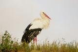 White Stork . Ciconia ciconia