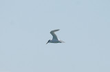 SANDWICH TERN . FERRYBRIDGE . DORSET . 28 . 4 . 2016