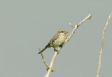 WOODCHAT SHRIKE . DAWLISH WARREN . DEVON . 8 . 0 . 2014