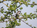 HOUSE SPARROW . THE EXMINSTER MARSHES . DEVON . 5 / 5 / 2-16