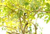 COPPER SUNBIRD ( Female ) . THE BATELING TRACK . GAMBIA . 12 . 11 . 2014