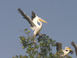 GREAT WHITE PELICAN . THE CREEK OPPOSITE TENDABA CAMP . GAMBIA . 12 . 11 . 2014