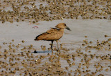 HAMERCOP . TENDABA CAMP . GAMBIA . 12 . 11 . 2014